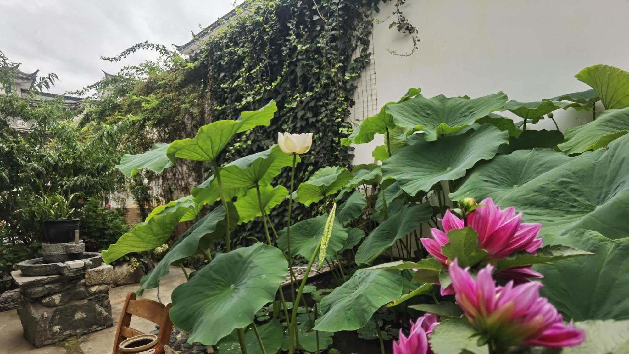 The Lily Pad Inn Дали Екстериор снимка