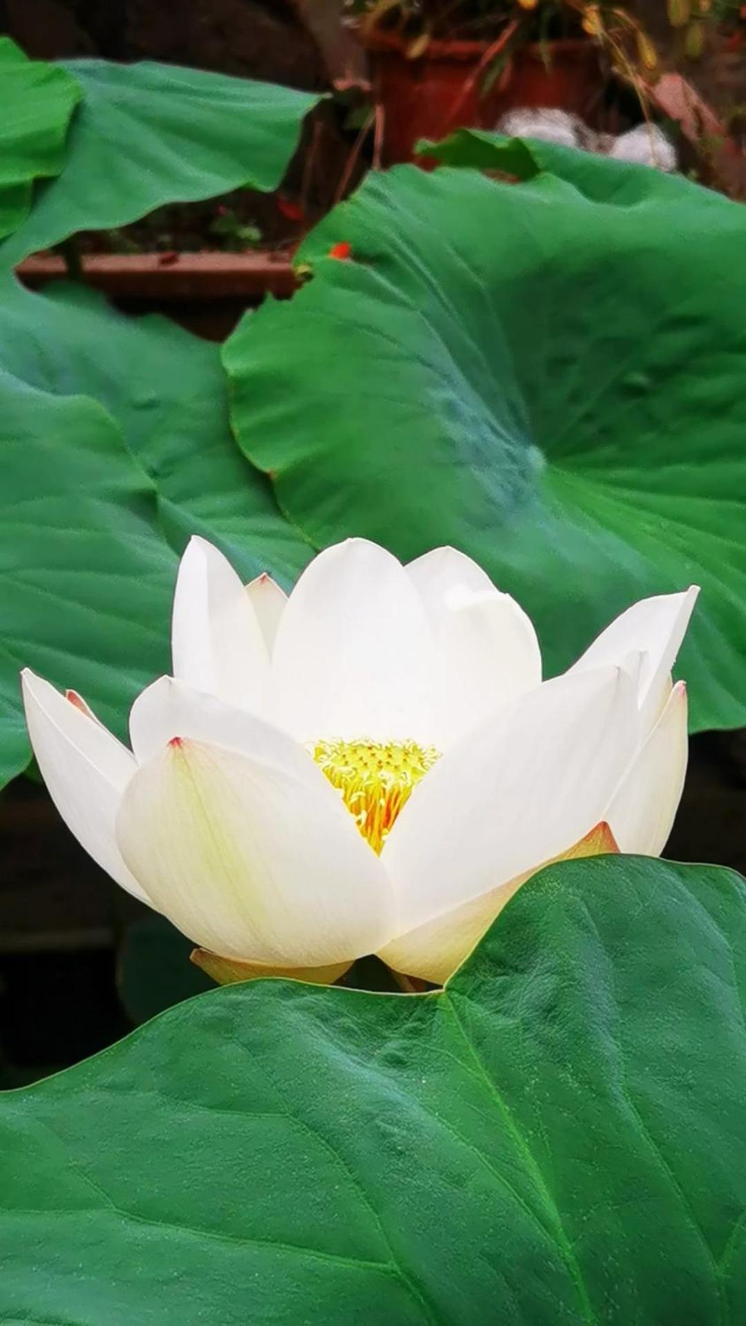 The Lily Pad Inn Дали Екстериор снимка